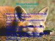 Prezentācija 'Hordaiņu tipa raksturojums', 7.