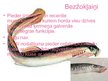 Prezentācija 'Hordaiņu tipa raksturojums', 9.
