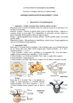 Konspekts 'Atbildes anatomijas eksāmena sagatavošanai', 1.