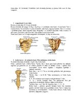 Konspekts 'Atbildes anatomijas eksāmena sagatavošanai', 2.