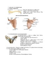 Konspekts 'Atbildes anatomijas eksāmena sagatavošanai', 3.