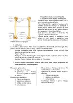 Konspekts 'Atbildes anatomijas eksāmena sagatavošanai', 4.