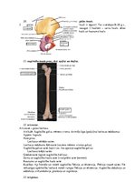 Konspekts 'Atbildes anatomijas eksāmena sagatavošanai', 6.