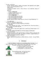 Konspekts 'Atbildes anatomijas eksāmena sagatavošanai', 7.