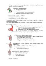 Konspekts 'Atbildes anatomijas eksāmena sagatavošanai', 8.