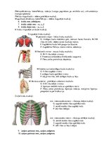 Konspekts 'Atbildes anatomijas eksāmena sagatavošanai', 9.