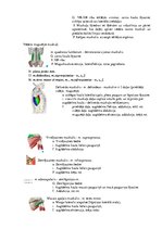 Konspekts 'Atbildes anatomijas eksāmena sagatavošanai', 11.