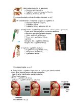 Konspekts 'Atbildes anatomijas eksāmena sagatavošanai', 12.