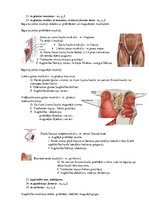 Konspekts 'Atbildes anatomijas eksāmena sagatavošanai', 13.