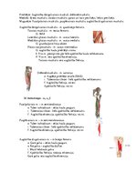 Konspekts 'Atbildes anatomijas eksāmena sagatavošanai', 14.