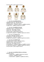 Konspekts 'Atbildes anatomijas eksāmena sagatavošanai', 16.