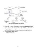 Referāts 'Paracetamola metabolisms', 5.
