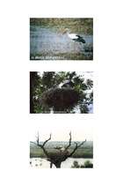 Referāts 'Baltais stārķis', 4.