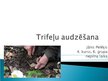 Prezentācija 'Trifeļu audzēšana', 1.