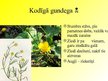 Prezentācija 'Gundegu dzimta', 5.