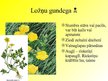 Prezentācija 'Gundegu dzimta', 6.