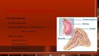 Prezentācija 'Cilvēka endokrīnā sistēma', 18.