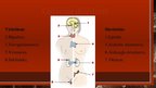 Prezentācija 'Cilvēka endokrīnā sistēma', 27.