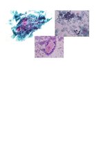 Konspekts 'Patoloģija. Citoloģija', 13.