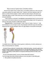 Referāts 'Stājas korekcijas iespējas klases audzinātāja ikdienā', 1.