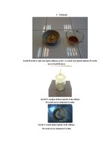 Referāts 'Kofeīns. Kofeīna praktiska izdalīšana', 29.