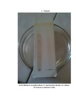 Referāts 'Kofeīns. Kofeīna praktiska izdalīšana', 33.