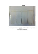 Referāts 'Kofeīns. Kofeīna praktiska izdalīšana', 34.