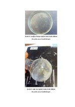 Referāts 'Kofeīns. Kofeīna praktiska izdalīšana', 36.