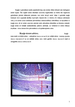 Konspekts 'Kuņģa histofizioloģija', 2.