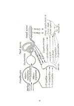 Referāts 'Piens, tā raksturojums un izmantošana', 40.