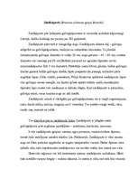 Referāts 'Ziedkāposti', 2.