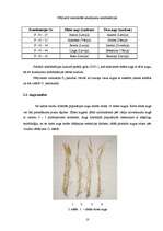 Referāts 'Vasaras miežu elites augu novērtējums dažādās krustojumu kombinācijās', 10.