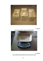 Referāts 'Vasaras miežu elites augu novērtējums dažādās krustojumu kombinācijās', 34.