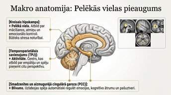 Prezentācija 'Kā meditācija un relaksācijas tehnikas uzlabo smadzeņu darbību', 4.