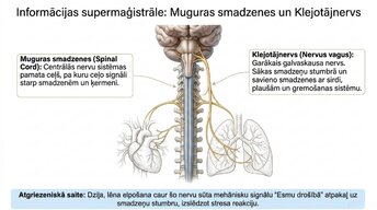 Prezentācija 'Kā meditācija un relaksācijas tehnikas uzlabo smadzeņu darbību', 7.