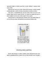 Referāts 'Ergonomiskas virtuves interjera izveides pamatprincipi', 22.