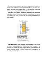 Referāts 'Ergonomiskas virtuves interjera izveides pamatprincipi', 24.