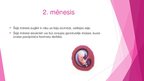 Prezentācija 'Prenetālais periods', 5.