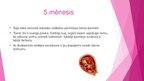 Prezentācija 'Prenetālais periods', 8.