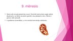 Prezentācija 'Prenetālais periods', 12.