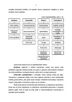 Prakses atskaite 'Kvalifikācijas prakse kurjerkompānijā SIA "Transports"', 8.
