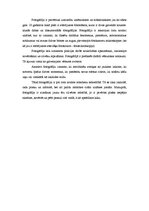 Eseja 'Fotogrāfija', 2.