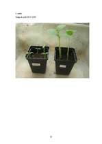 Referāts 'Cigarešu dūmu ietekme uz augiem', 34.