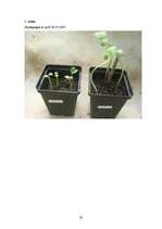 Referāts 'Cigarešu dūmu ietekme uz augiem', 35.