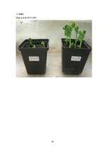 Referāts 'Cigarešu dūmu ietekme uz augiem', 36.