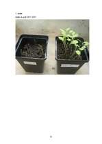 Referāts 'Cigarešu dūmu ietekme uz augiem', 37.