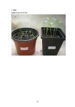 Referāts 'Cigarešu dūmu ietekme uz augiem', 39.