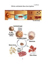 Referāts 'Jaunas tehnoloģijas veselības veicināšanai Latvijas Republikā: cilmes šūnu trans', 30.