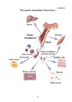 Referāts 'Jaunas tehnoloģijas veselības veicināšanai Latvijas Republikā: cilmes šūnu trans', 31.