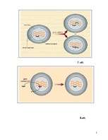 Referāts 'Gē­nu te­ra­pi­ja – re­ali­tā­te vai ie­spēja', 24.